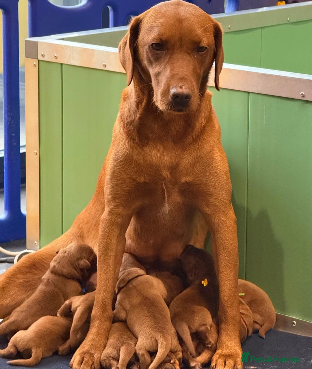 Labrador Retriever dogs for sale: Just a beautiful litter - Advert 2