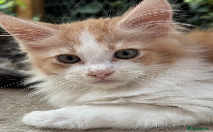 Maine Coon cats - Advert 1