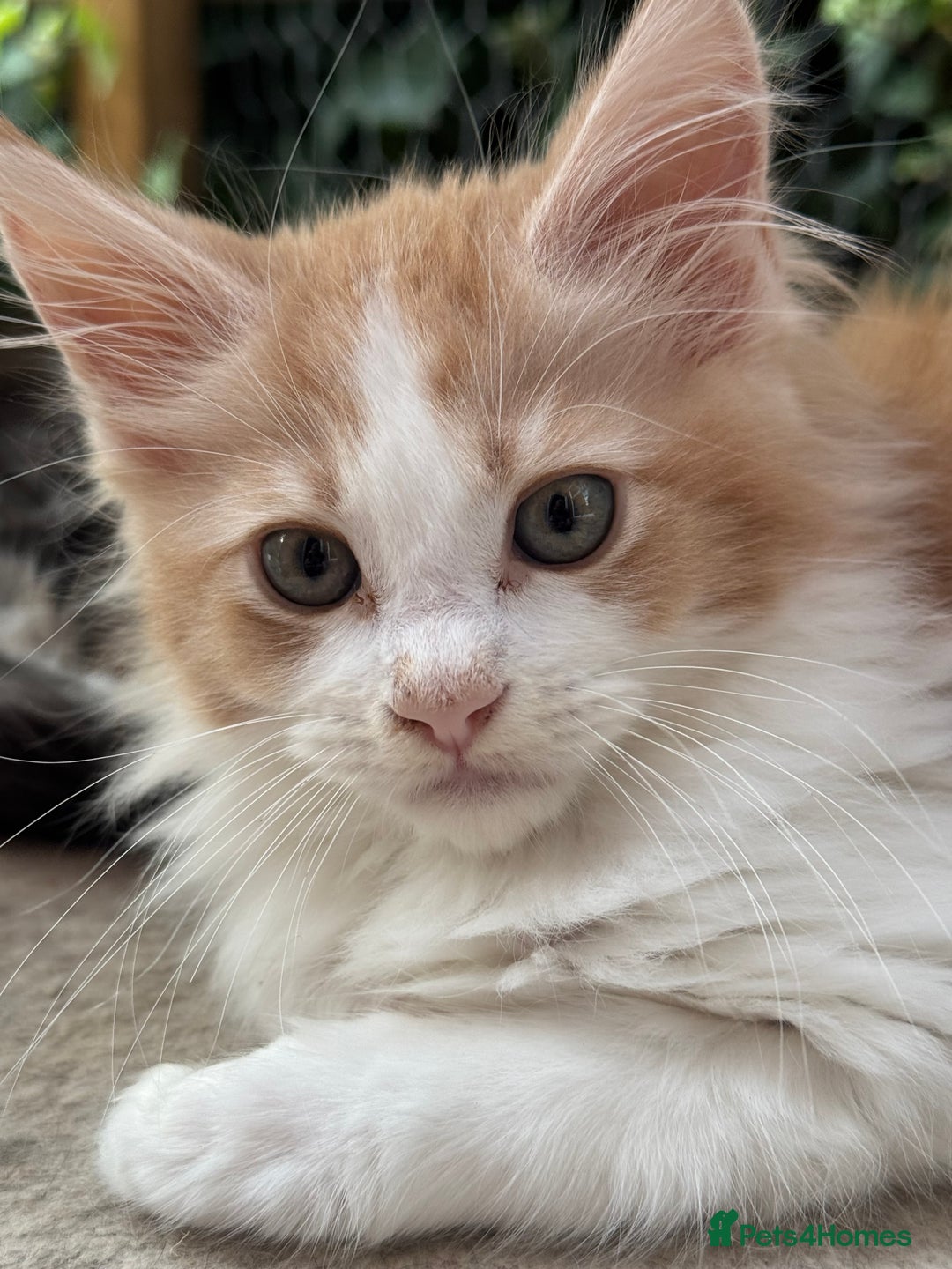 Maine Coon cats for sale: Gorgeous Pedigree Maine Coon Shaded Line Males - Image 1