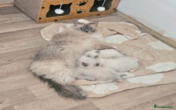 Ragdoll cats for sale: ACTIVE RAGDOLL QUEEN🌟 PROVEN & FULLY TESTED - Image 4