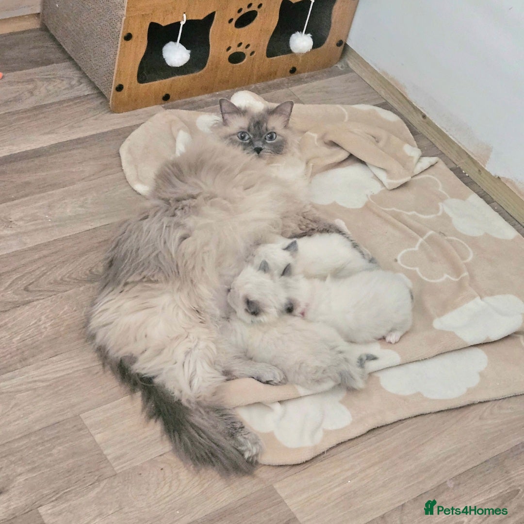 Ragdoll cats for sale: ACTIVE RAGDOLL QUEEN🌟 PROVEN & FULLY TESTED - Image 4