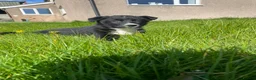 Border Collie dogs for sale: Gorgeous Collies - Advert 8