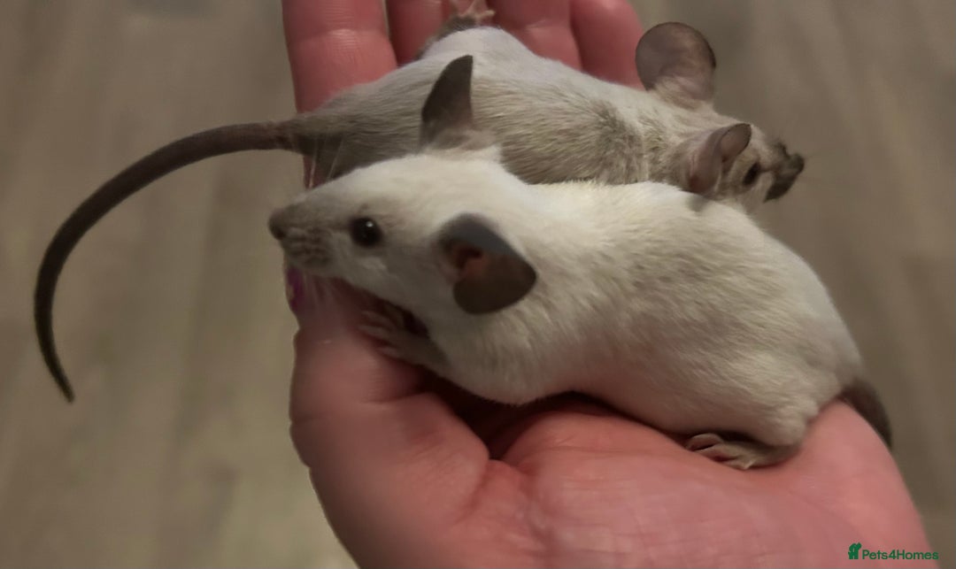 Mouse rodents for sale: Siamese baby mice  - Image 10