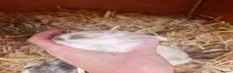Mini Lop rabbits for sale: Stunning Mini lops in Knighton - Advert 3