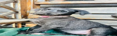 Deerhound 8