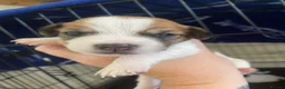 Jack Russell dogs for sale: Jack Russel terrier mix puppies not pure!  - Advert 7