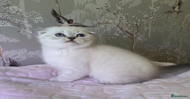 British Shorthair cats 🧸EXCEPTIONAL QUALITY PURE BREED BSH TEDDY BEARS🧸 - Advert 10