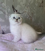 British Shorthair cats 🧸EXCEPTIONAL QUALITY PURE BREED BSH TEDDY BEARS🧸 - Advert 14