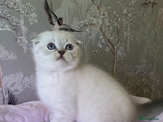 British Shorthair cats 🧸EXCEPTIONAL QUALITY PURE BREED BSH TEDDY BEARS🧸 - Advert 3