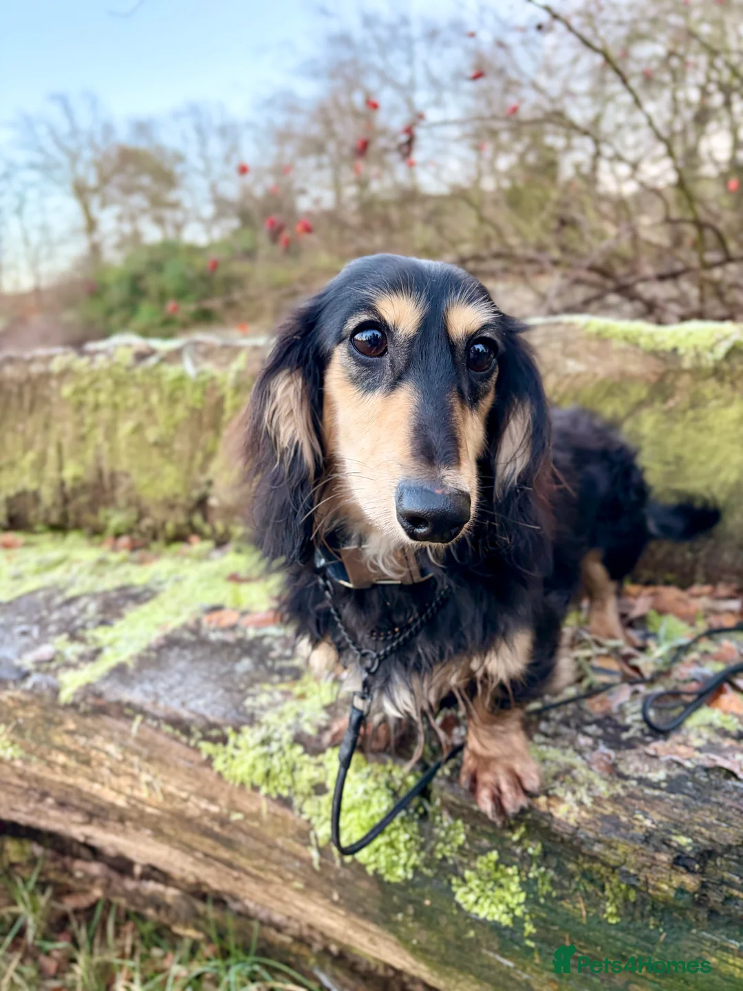 Miniature Dachshund dogs for stud: KC Registered - Health Tested - Proven Stud Dog 🏅 - Advert 8
