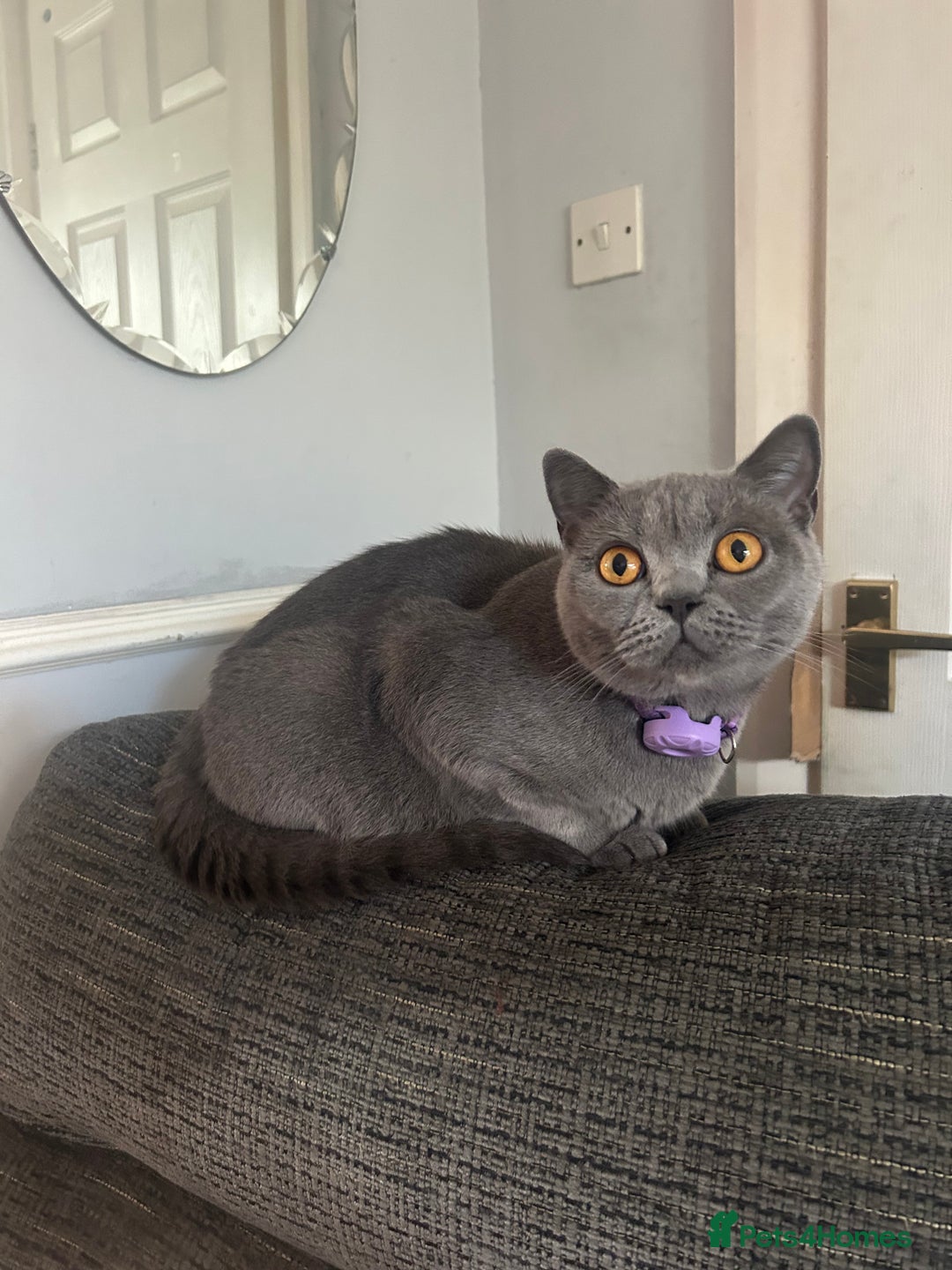 British Shorthair cats for sale: British Shorthair Blue Tuxedo Male Kitten  - Advert 5
