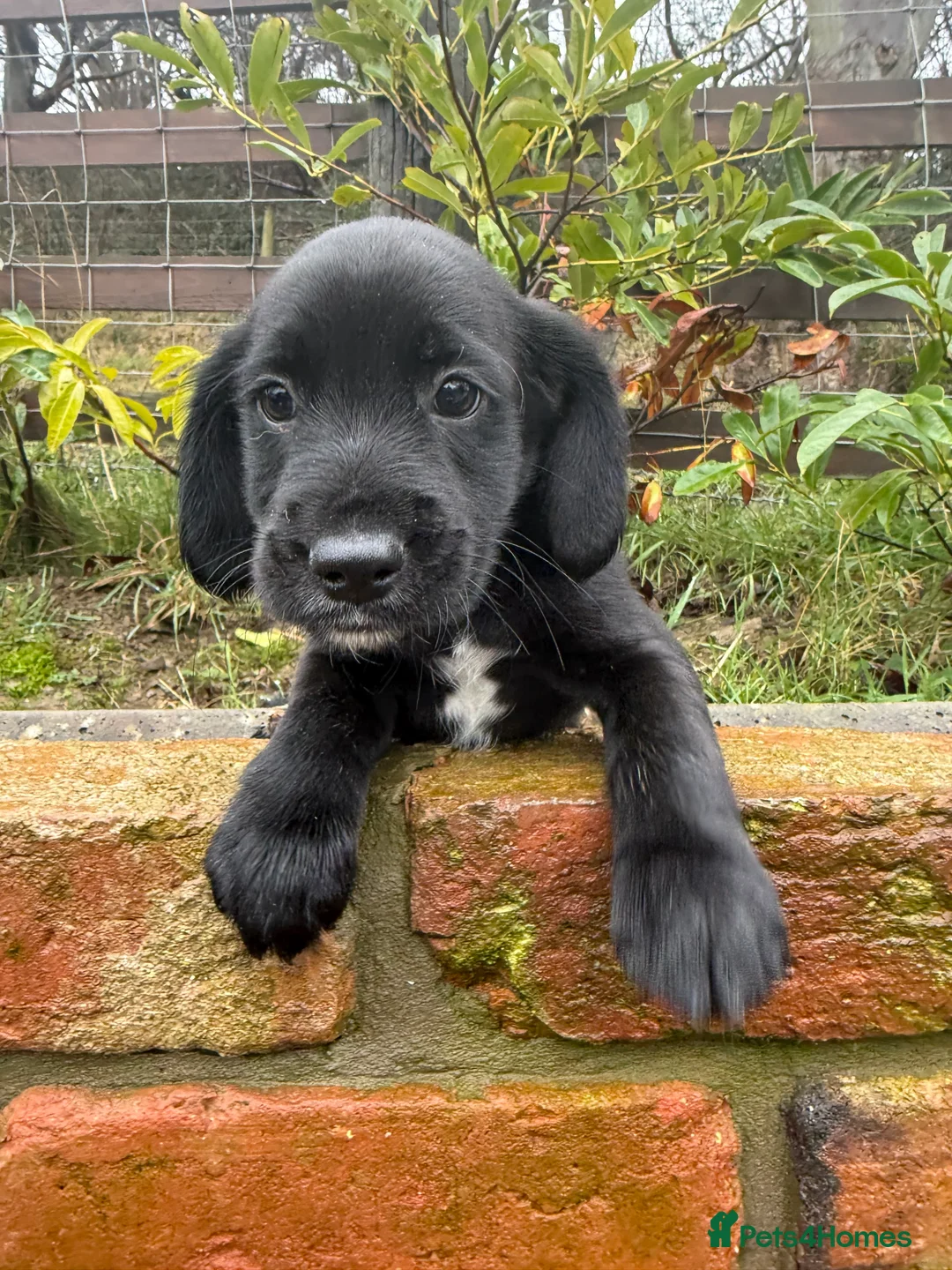 Mixed Breed dogs for sale: CockerJacks Cocker Spaniel /Jack Russell MALE pups - Advert 4