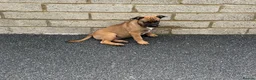 Mixed Breed dogs for sale:  Beautiful Mixed Breed Puppies   🐾 - Advert 2