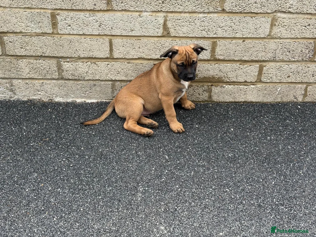 Mixed Breed dogs for sale:  Beautiful Mixed Breed Puppies   🐾 - Advert 2