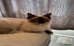 Ragdoll cats for sale: 5 pure Ragdoll kittens for sale - Image 6
