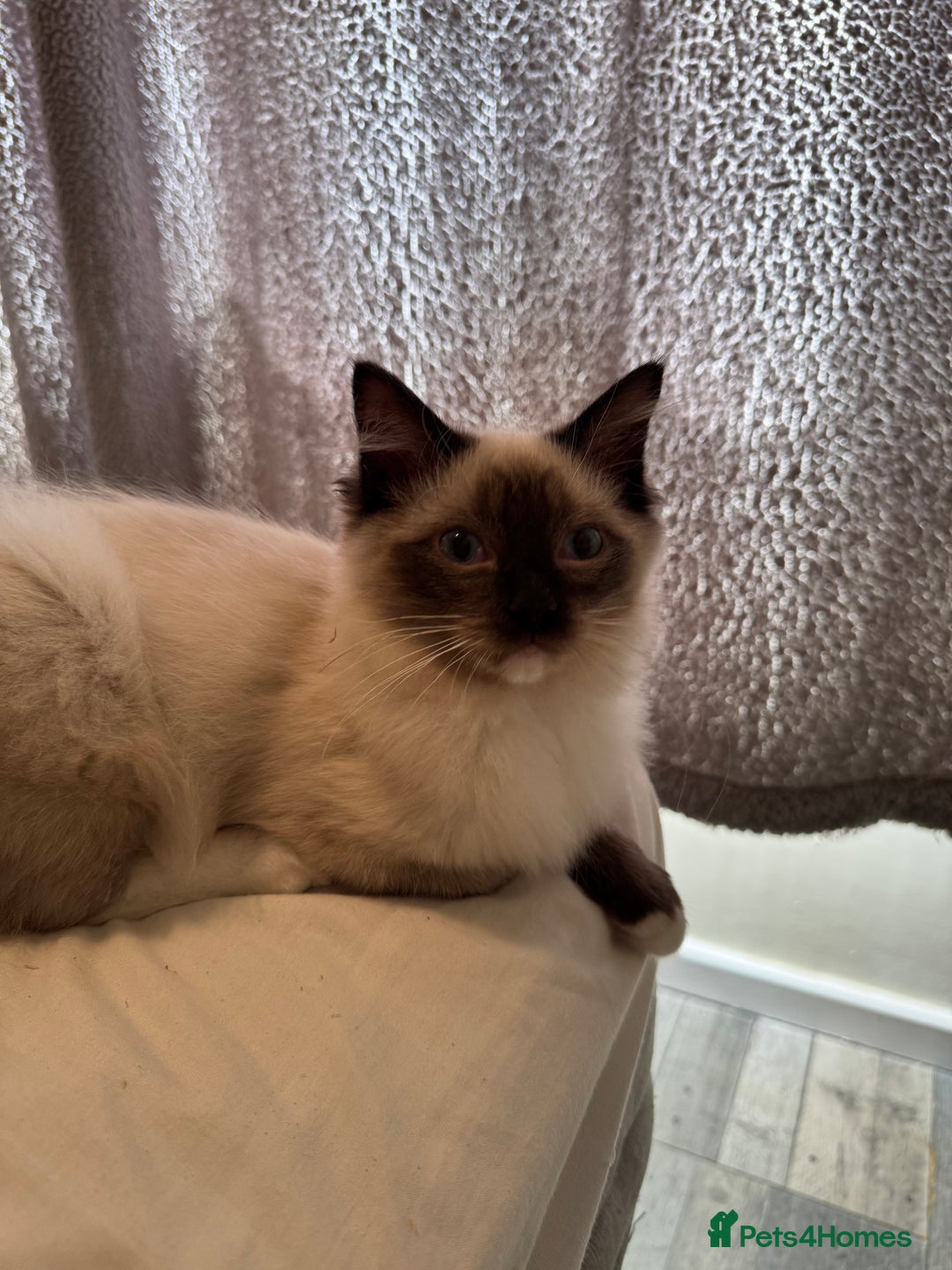 Ragdoll cats for sale: 5 pure Ragdoll kittens for sale - Image 6