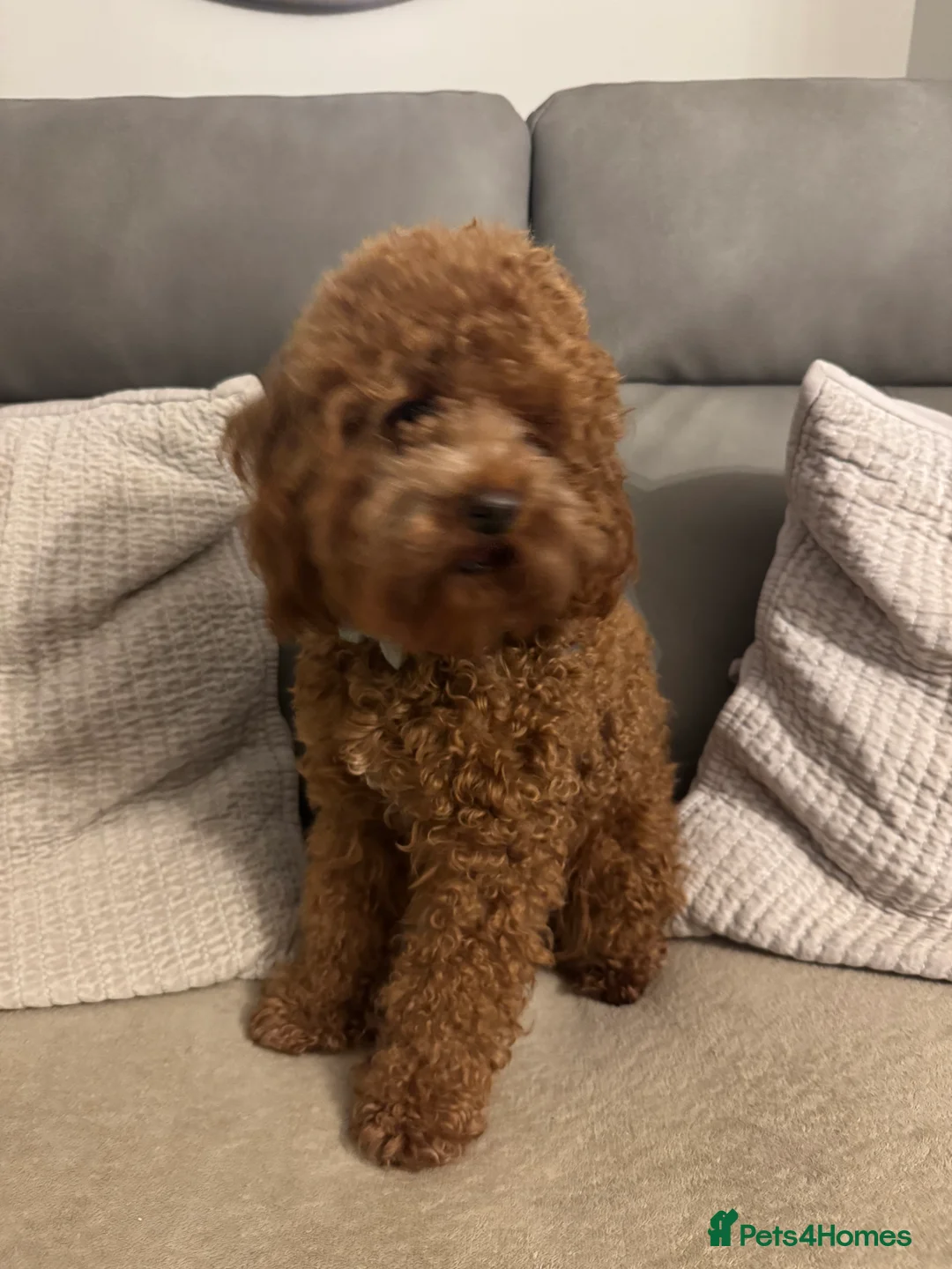 Miniature Poodle dogs for stud: Miniature Poodle Stud  - Advert 6