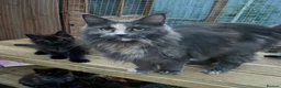 Maine Coon cats for sale: Beautiful 3 mainecoon kittens ready 3rd July  - Advert 2