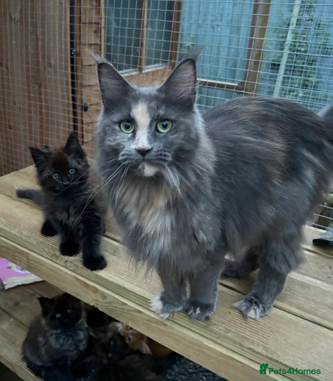 Maine Coon cats for sale: Beautiful 3 mainecoon kittens ready 3rd July  - Advert 2