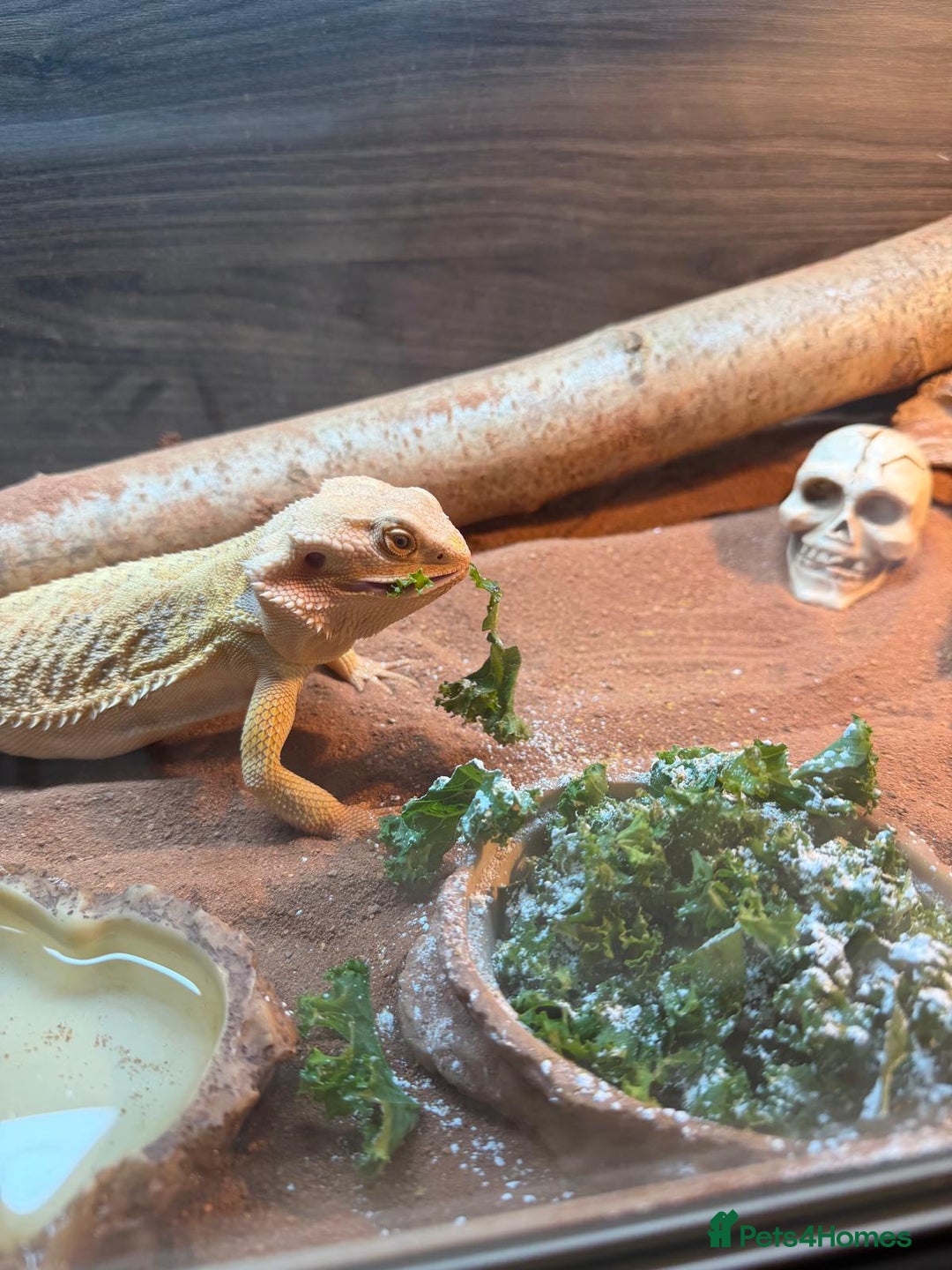Bearded Dragon reptiles for sale: Leather morph bearded dragon  - Advert 5