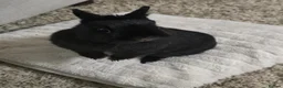 Mixed Breed rabbits for sale: Female Dwarf Rabbit 2 Years Old in Hull - Advert 1