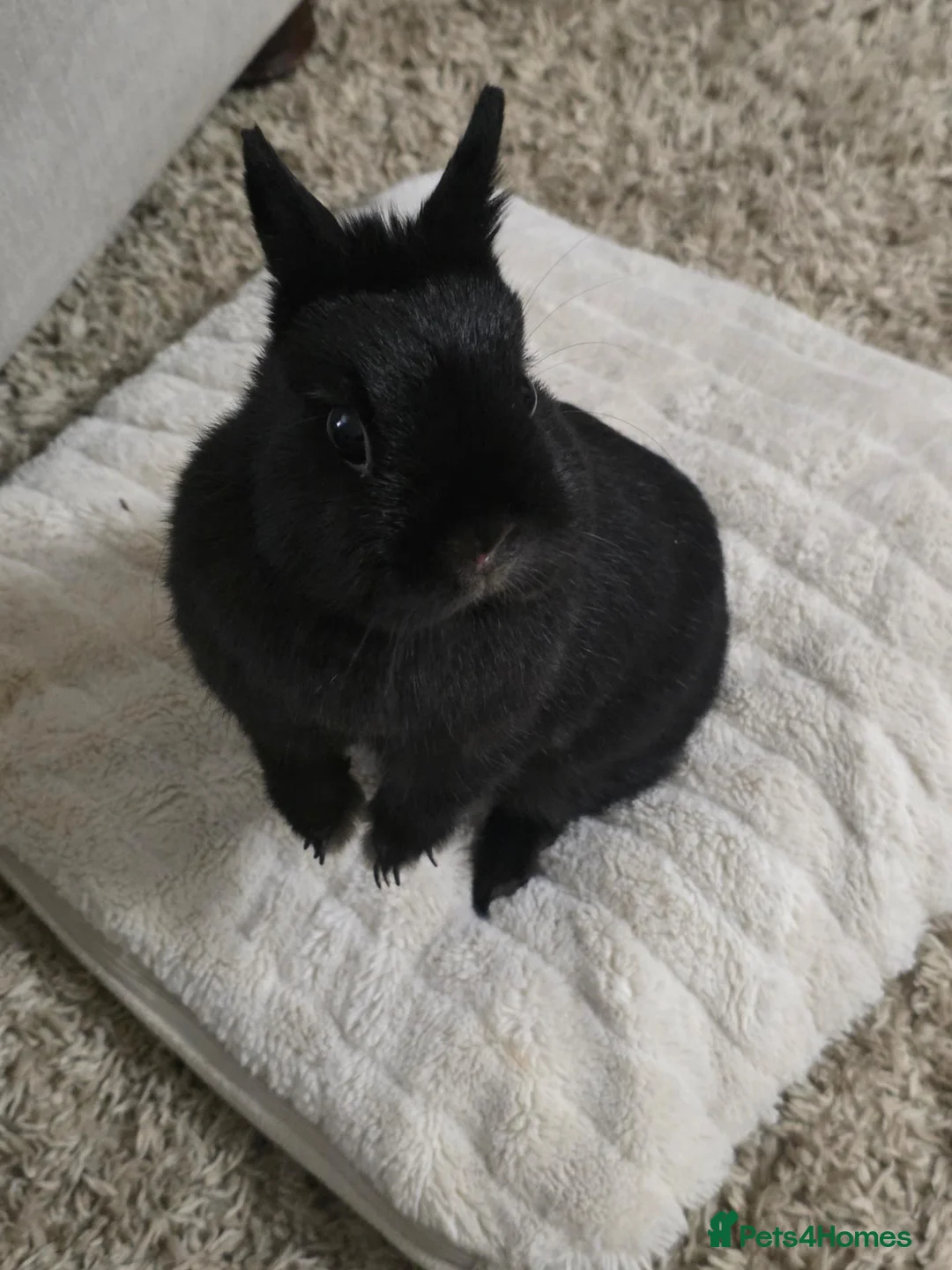 Mixed Breed rabbits for sale: Female Dwarf Rabbit 2 Years Old in Hull - Advert 1