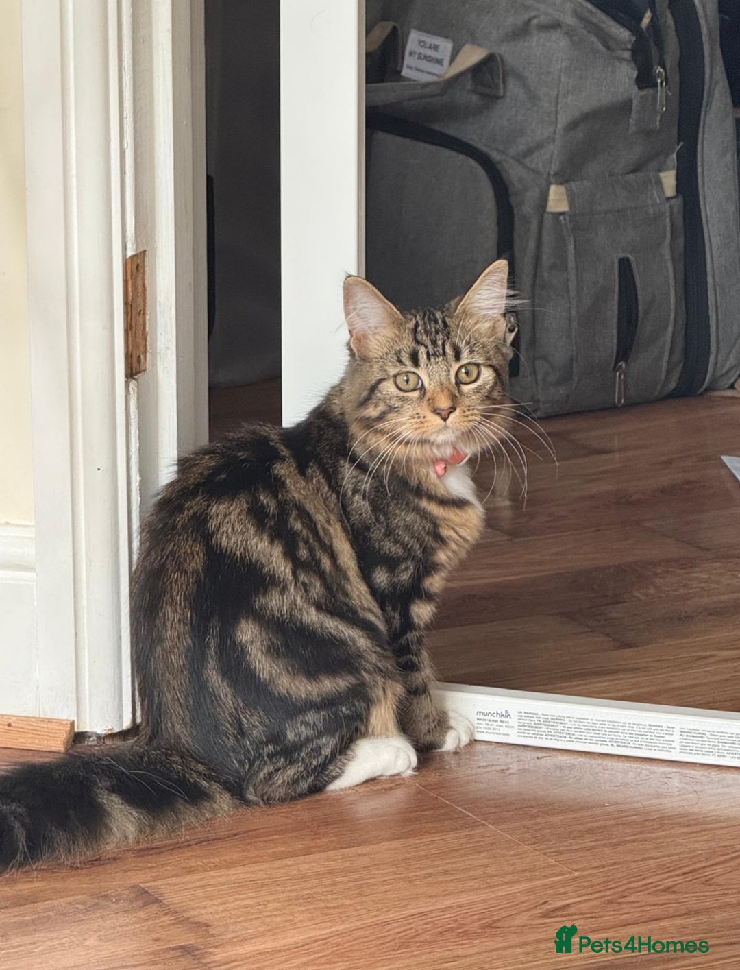 Mixed Breed cats for sale: Lovely 6 month old kitten looking for a new home - Image 2