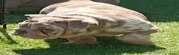 English Bulldog dogs for sale: 8 Stunning bulldog puppies, 4 males,4 females - Advert 16