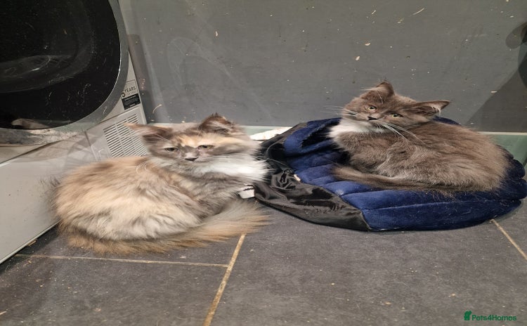 Maine Coon cats - Advert 3