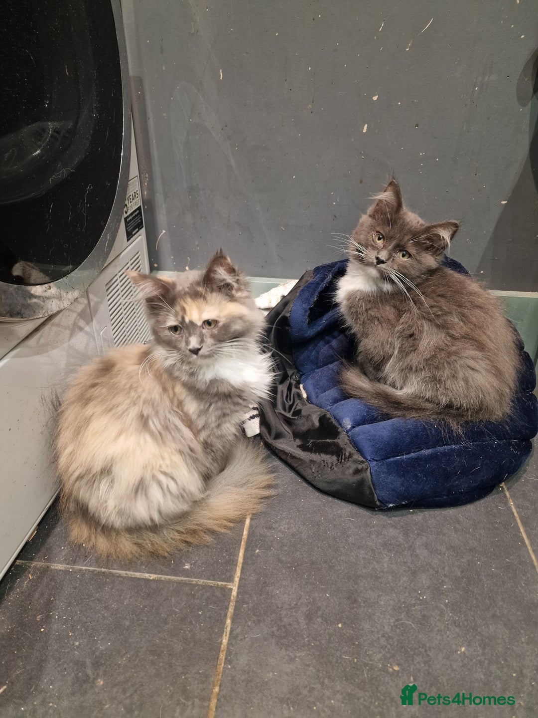 Maine Coon cats for sale: Main coon x ragdoll kittens  - Image 1