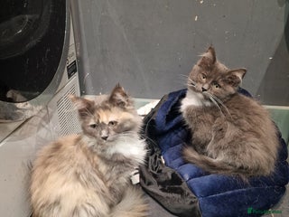 Maine Coon cats - Advert 13