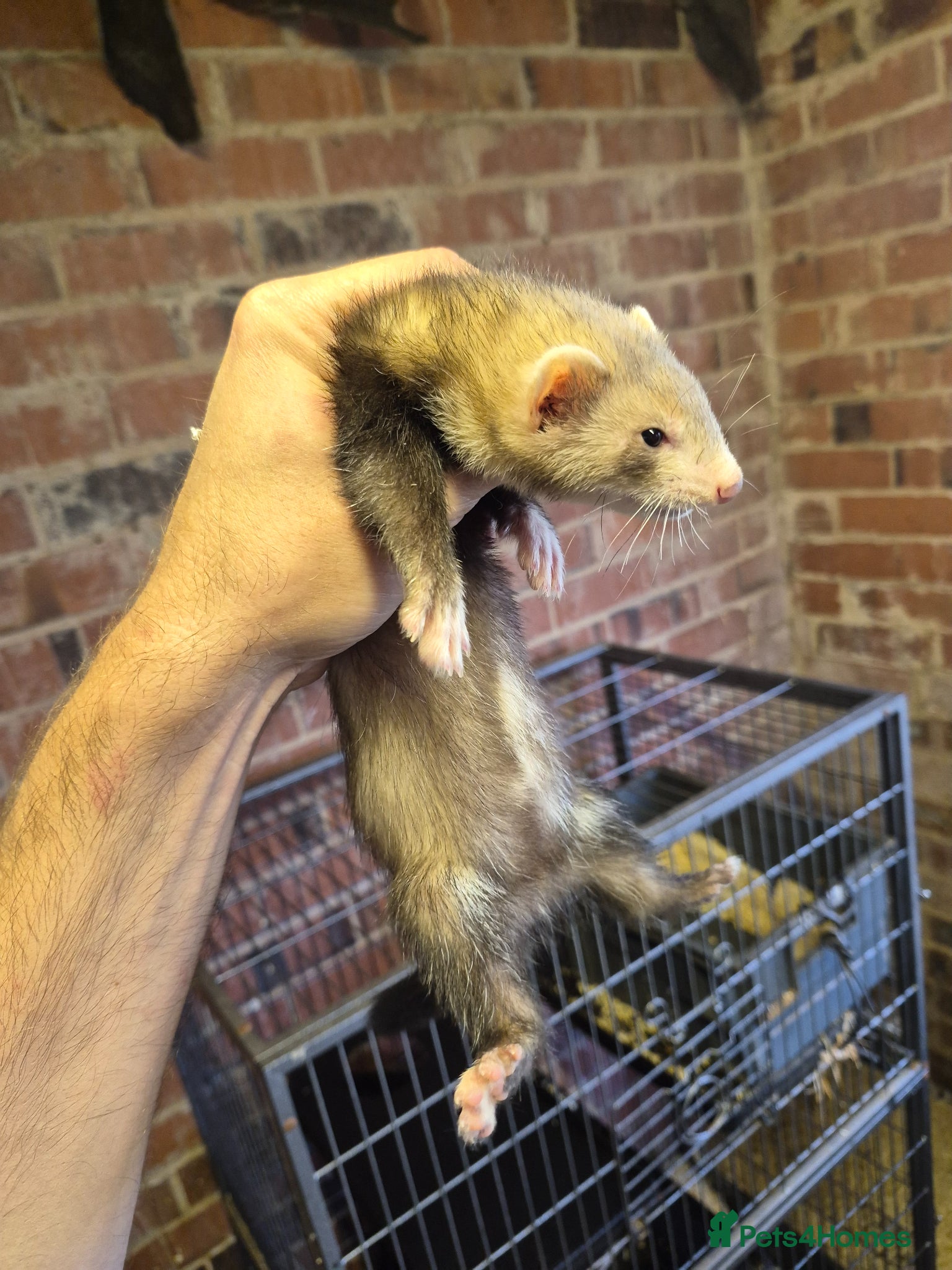 Ferret rodents Ferret kits 5 silver and white jills - Advert 2
