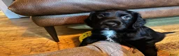Mixed Breed dogs for sale: 4 beautiful pups available.  - Advert 16
