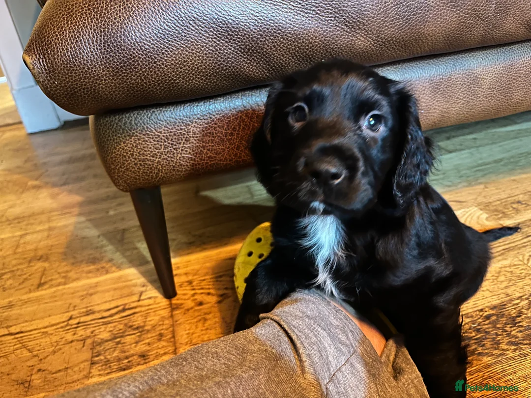 Mixed Breed dogs for sale: 4 beautiful pups available.  - Advert 16