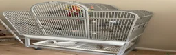 Parrots birds for sale: African grey parrot  - Advert 3