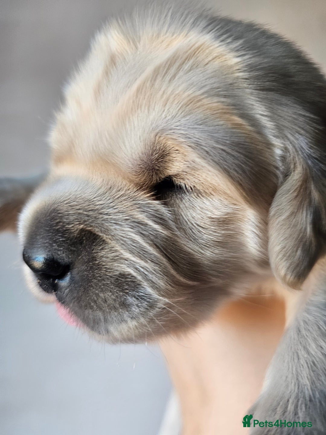 Golden Retriever dogs for sale: Beautiful golden retriever puppies - Image 6
