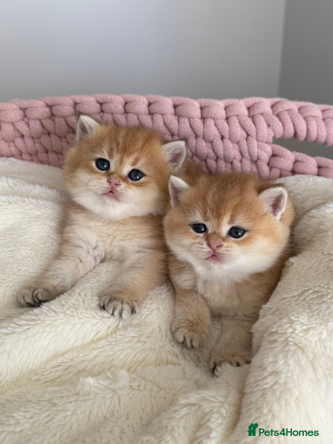 British Shorthair cats for sale: Golden Blue British Shorthair kittens  - Advert 31