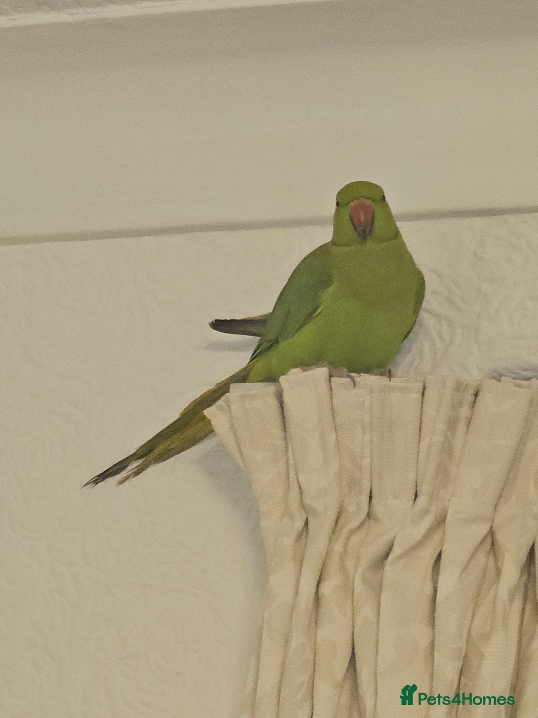 Ringnecks birds for sale: Sell parrot  Ringneck  - Advert 4