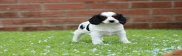 Cavapoo dogs for sale: Beautiful Cavapoo puppies for sale - Advert 29
