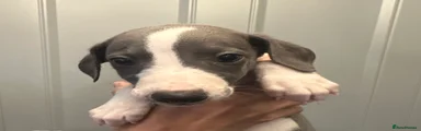 Whippet 4