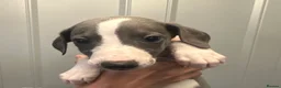 Whippet dogs for sale: KC reg whippets  - Advert 18