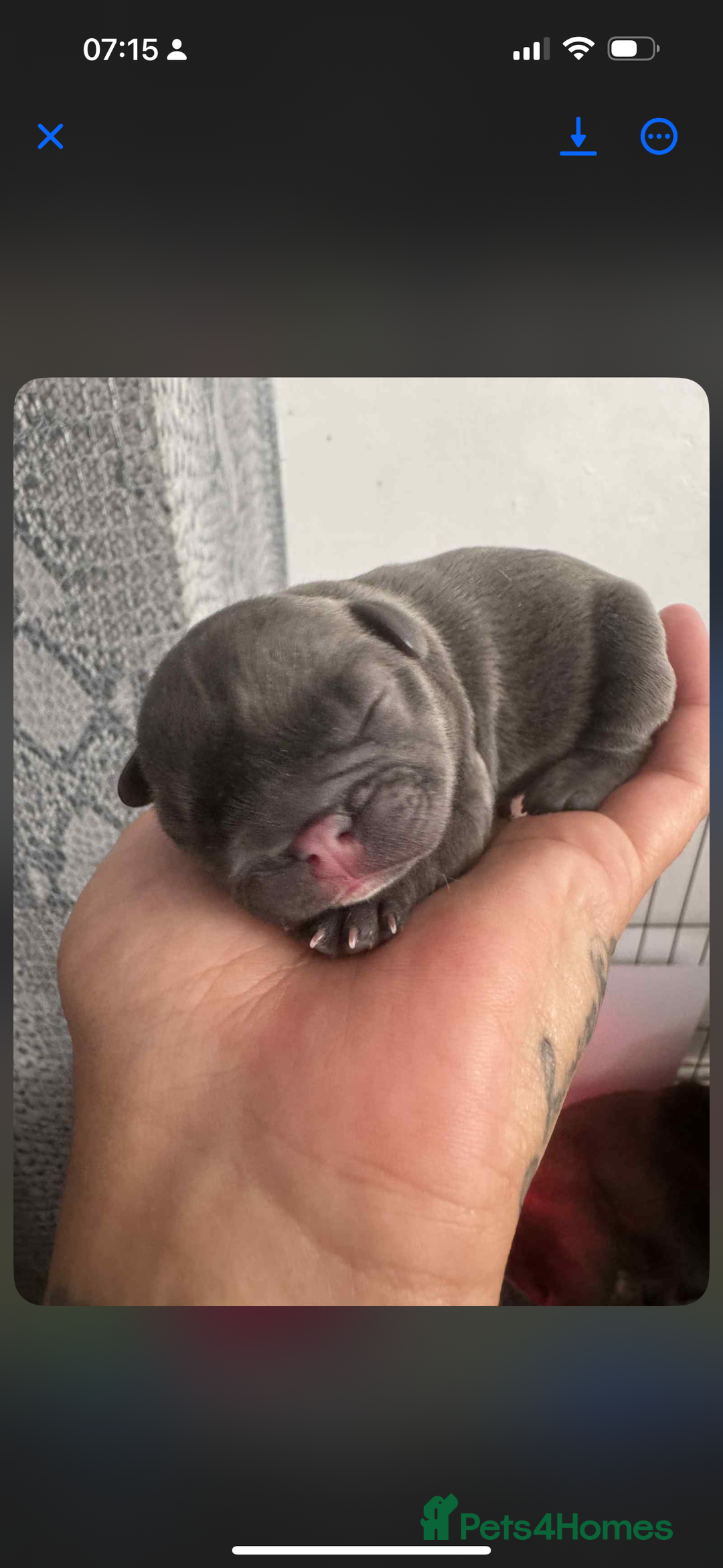 French Bulldog dogs for sale: French bulldog puppys  - Advert 5