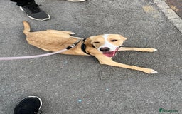 Mixed Breed dogs for sale: Labrador Cross Female, 10 months old - Image 3