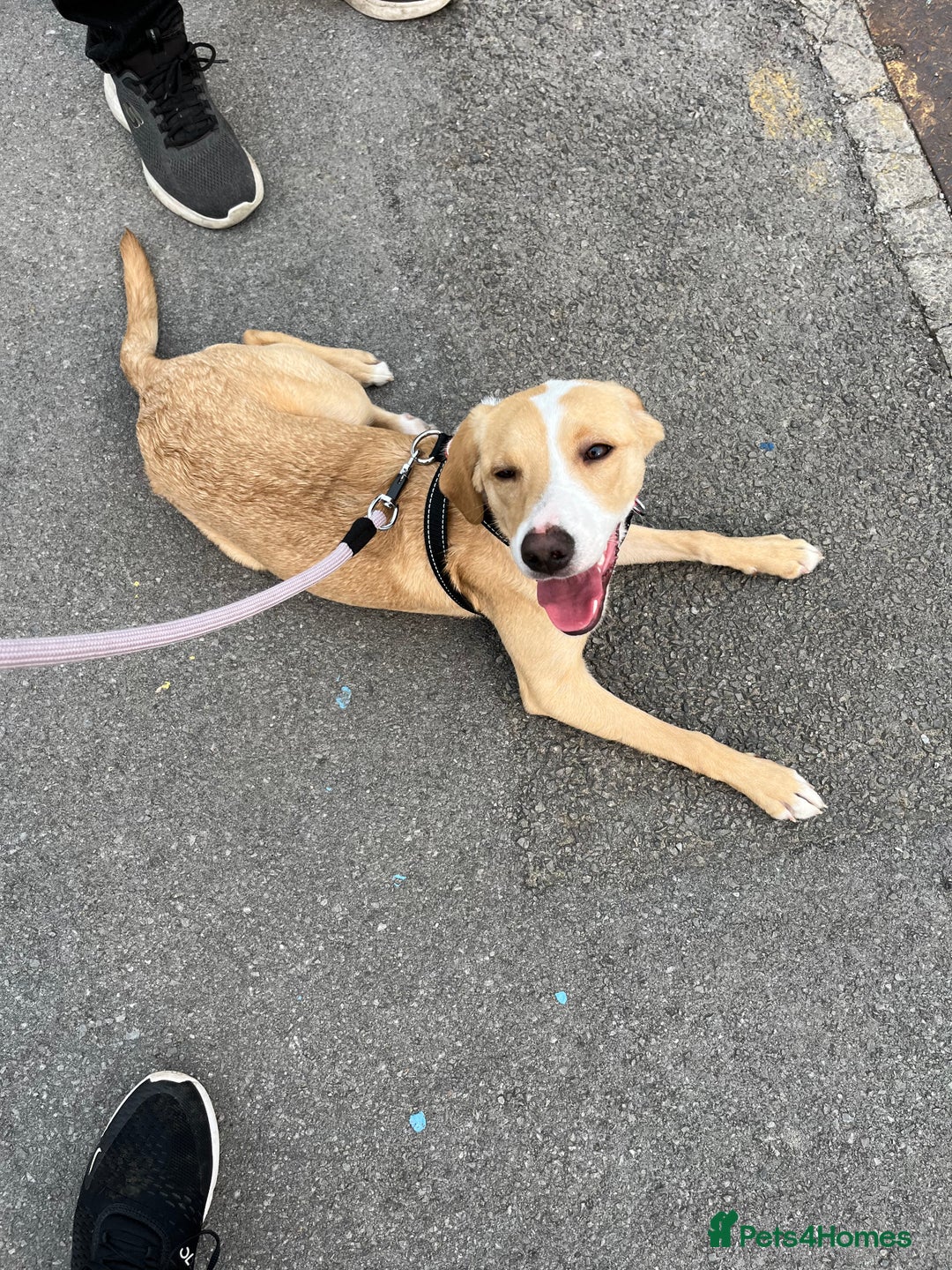 Mixed Breed dogs for sale: Labrador Cross Female, 10 months old - Image 3