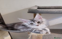 Maine Coon cats for sale: Tica registered maine coon kittens  in Ipswich - Image 9