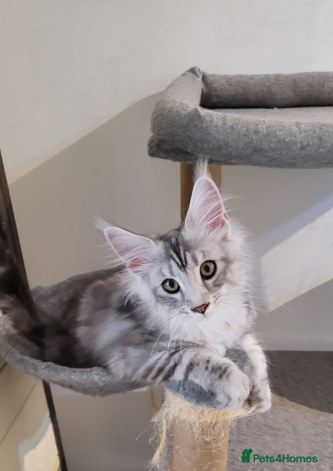 Maine Coon cats for sale: Tica registered maine coon kittens  in Ipswich - Image 9