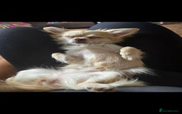 Chihuahua dogs for sale: Long haired chihuahua  - Image 2