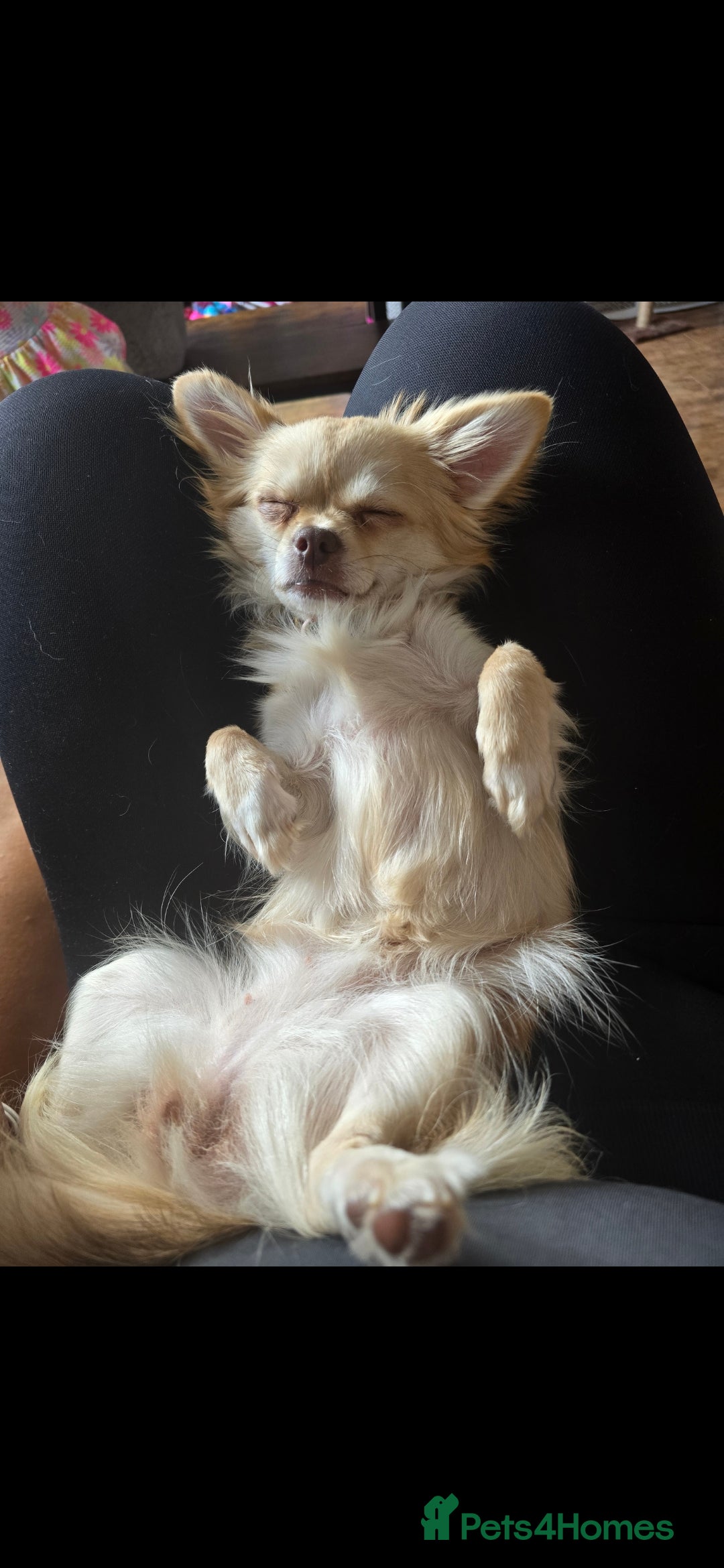 Chihuahua dogs for sale: Long haired chihuahua  - Image 2