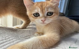 British Shorthair cats for sale: Ready pure AY12, NY12 Corin BSH  - Image 25