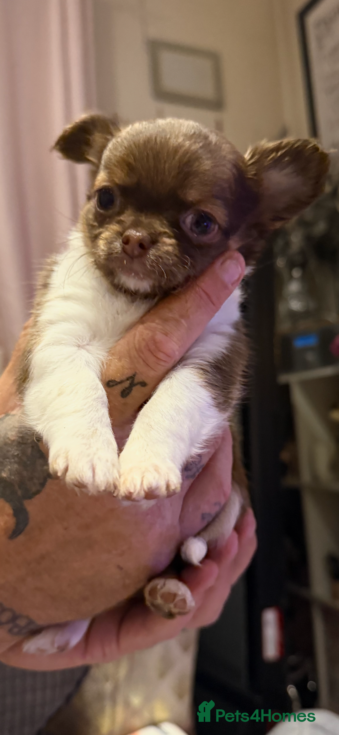 Chihuahua dogs for sale:  ❤️ K.C Registered Fluffy chocolate baby’s 🥰 - Image 8